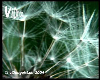 obc+pansonic+vgeist_05