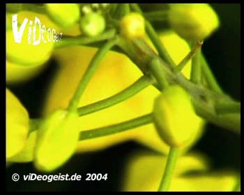 obc+pansonic+vgeist_06